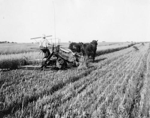 Ardenwood historic tour - Harvesting wheat with a binder undated