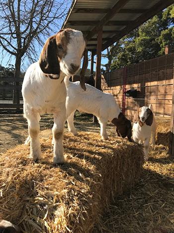 Goats on Ardenwood farm