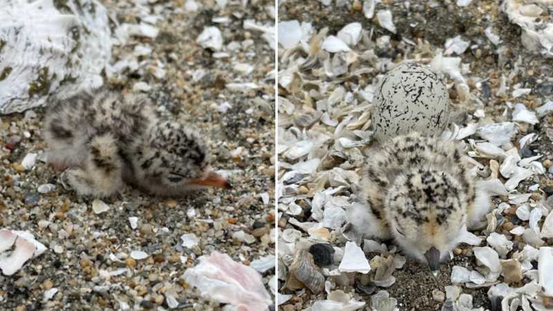 Newly hatched CA least tern and snowy plover chicks