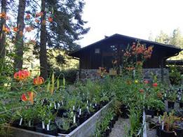 California native plants, including leopard lily, propagated by RPBG volunteers