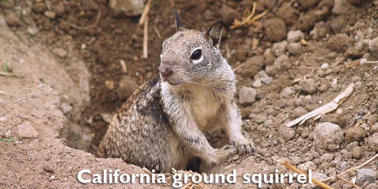 CA ground squirrel banner