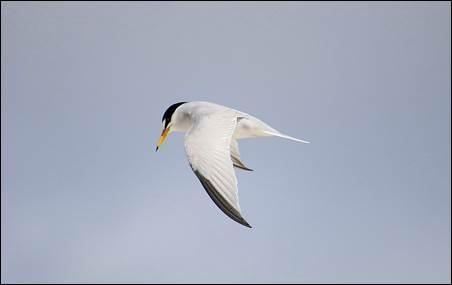 california least tern flying 