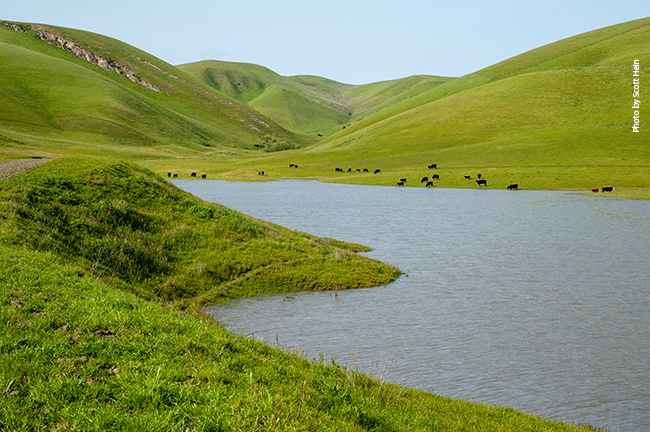 Grass in the foreground, a body of water, green hills with black cows beyond the water