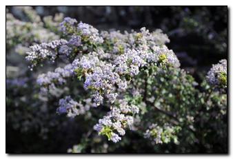 Santa Barbara wild lilac is a colorful and hardy addition to any garden.
