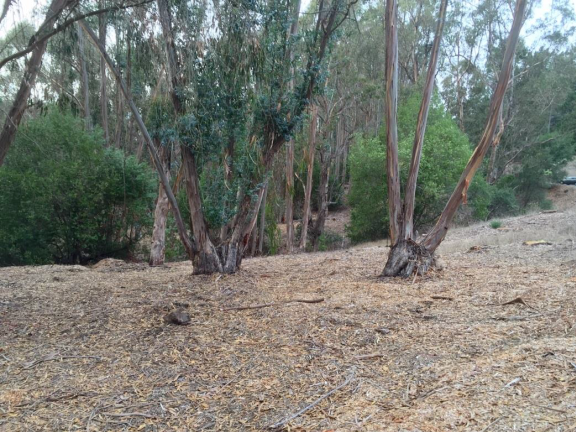Thinned eucalyptus grove after FEMA grant