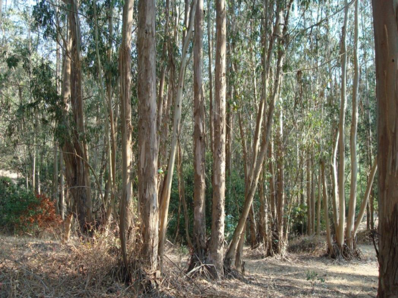 Lots of eucalyptus trees before FEMA grant