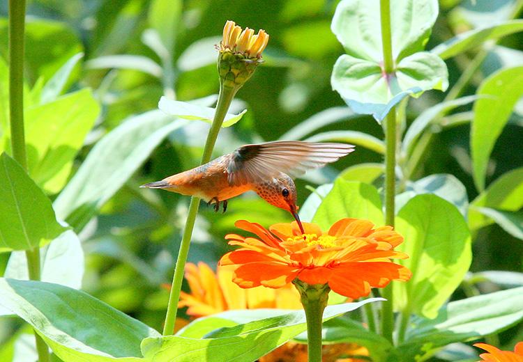Hummingbird in the Nectar Garden