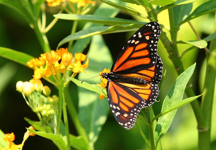 Monarch butterfly in the Nectar Garden