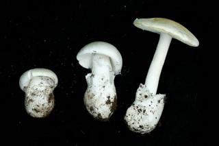 Amanita Ocreata mushrooms