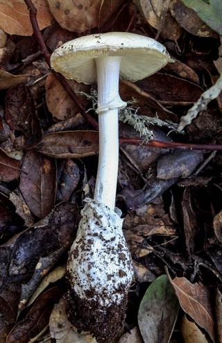 Amanita Ocreata mushroom