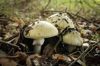 Amanita Phalloides mushrooms