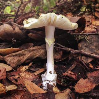 Amanita Phalloides mushroom