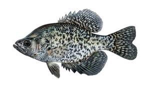 Panfish black crappie
