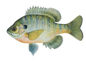 Panfish Bluegill