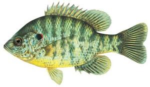 Panfish Redear sunfish