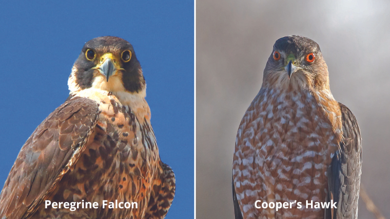 Peregrine Falcon next to Cooper's Hawk