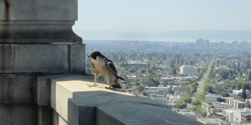 Peregrine falcon on ledge with view of city in the background