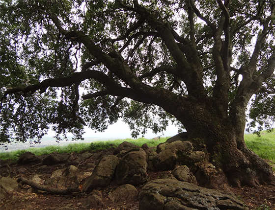 Native oak on the Peters Ranch