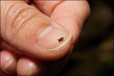 A tick on someone's thumbnail