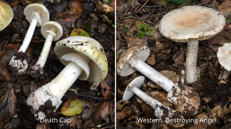 Toxic mushrooms varieties found in the East Bay