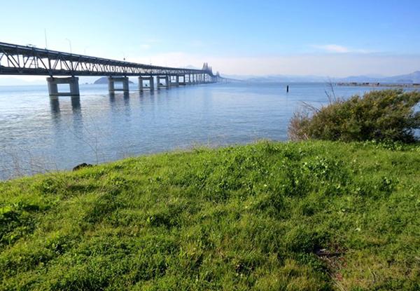 View of the Richmond-San Rafael Bridge from the future San Francisco Bay Trail