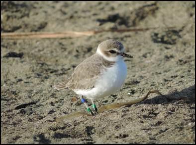 wester snowy plover on the beach