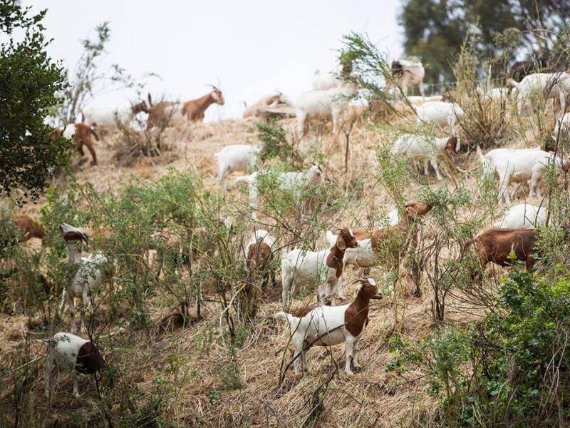Goats on a hill surrounded by shrubs