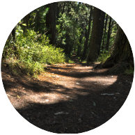 Circular image of a path with trees 