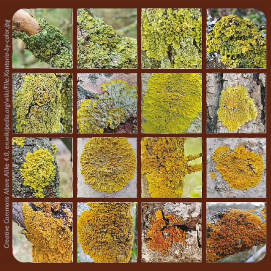 Tilden Nature Area lichen hike