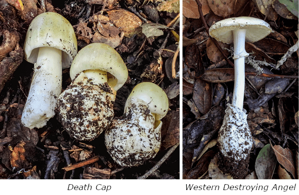 Two images of mushrooms side by side