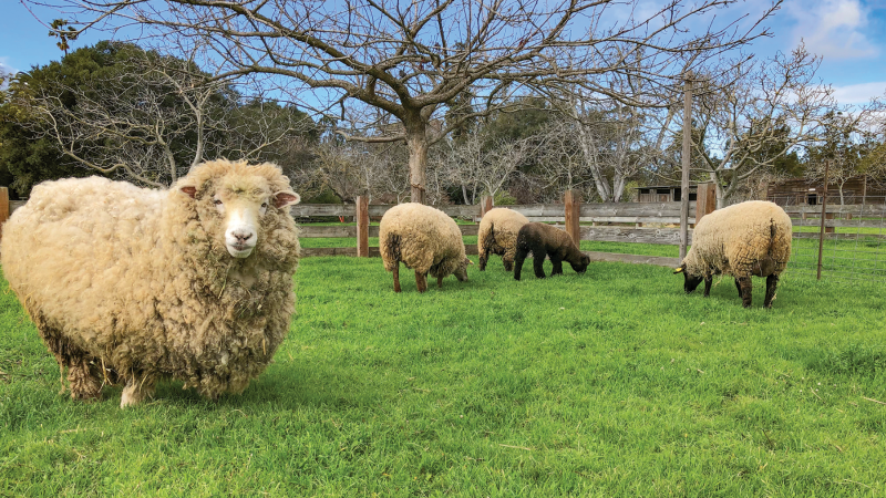 Sheep in grassy pen