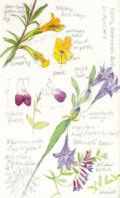 Wildflower sketch
