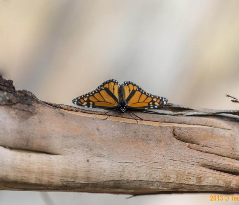 Monarch Butterfly on branch