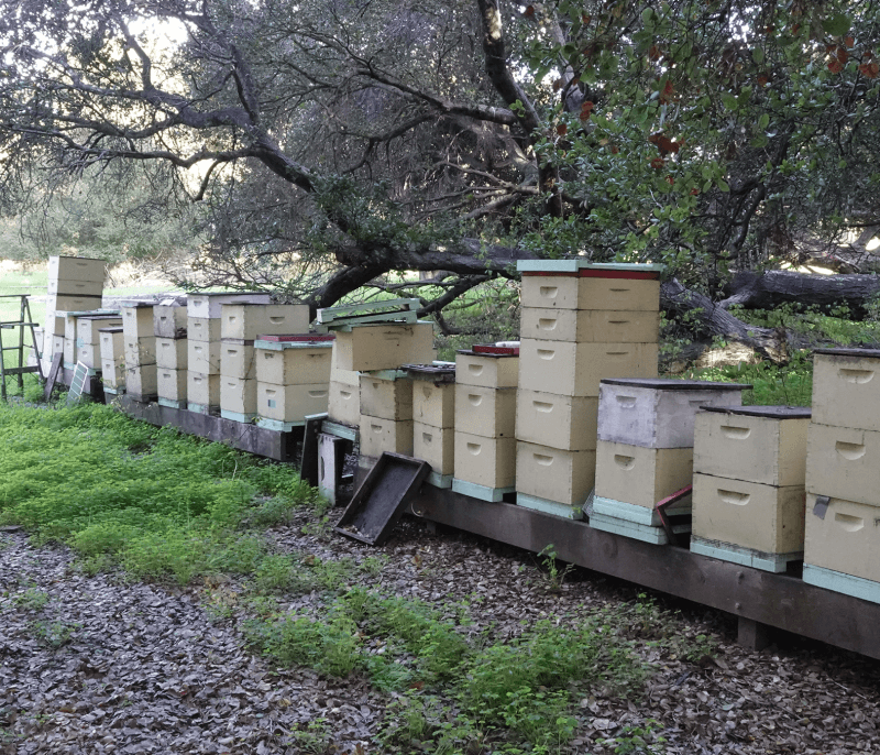 Beehives at Ardenwood