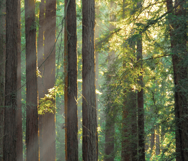 Sunlit Grove Reinhardt Redwood de D Little