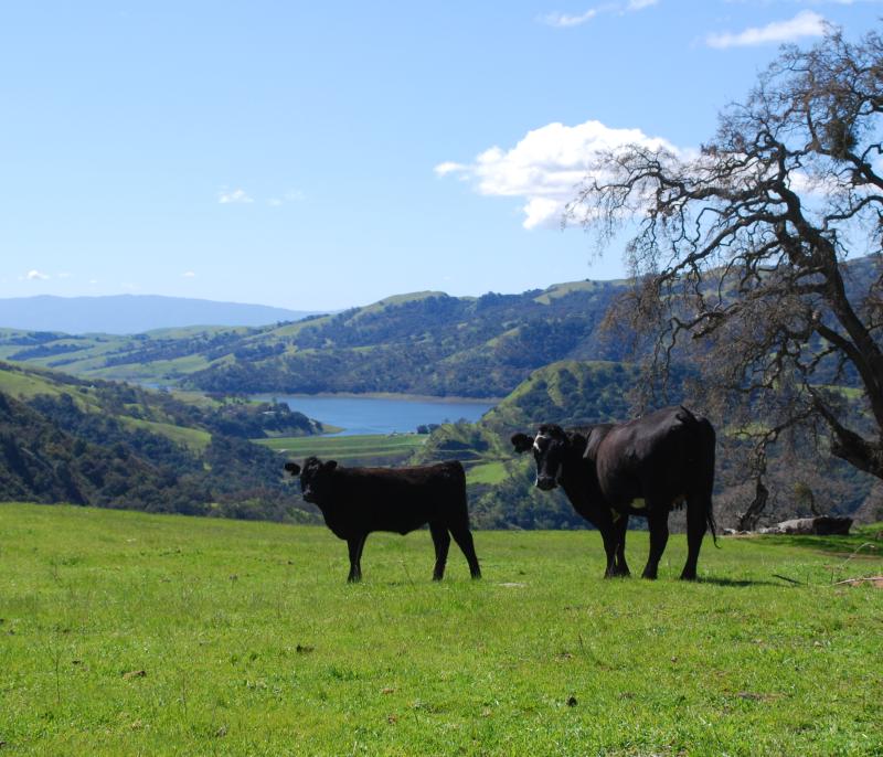 Vacas pastando en Sunol