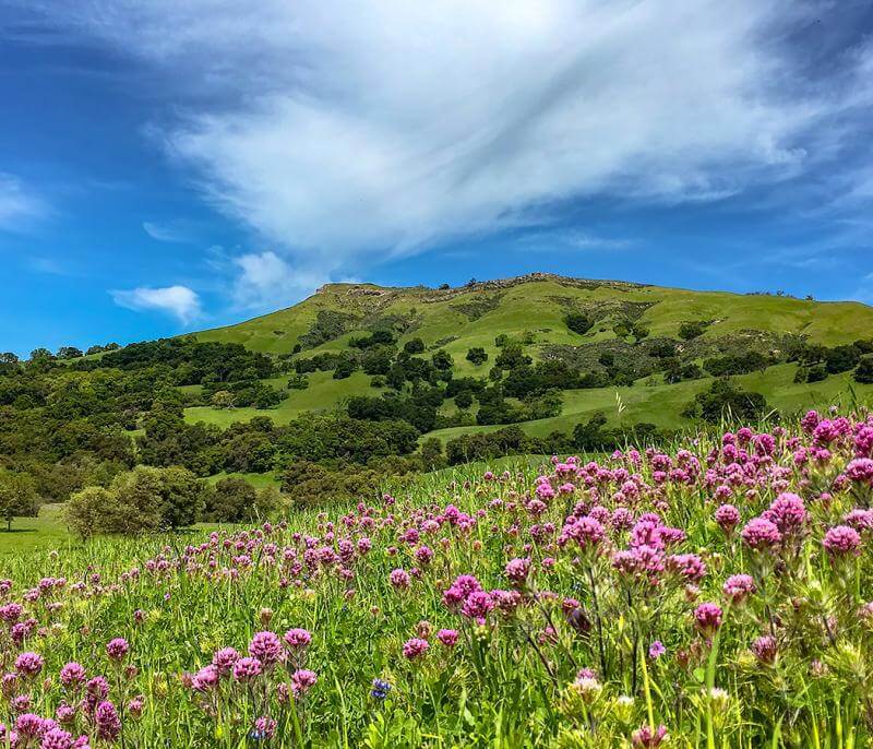 Field of Clover in Sunol by Jerry Ting