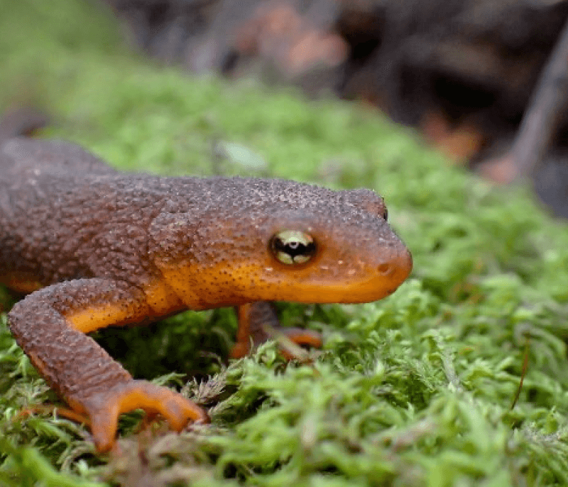 A newt on a mossy rock