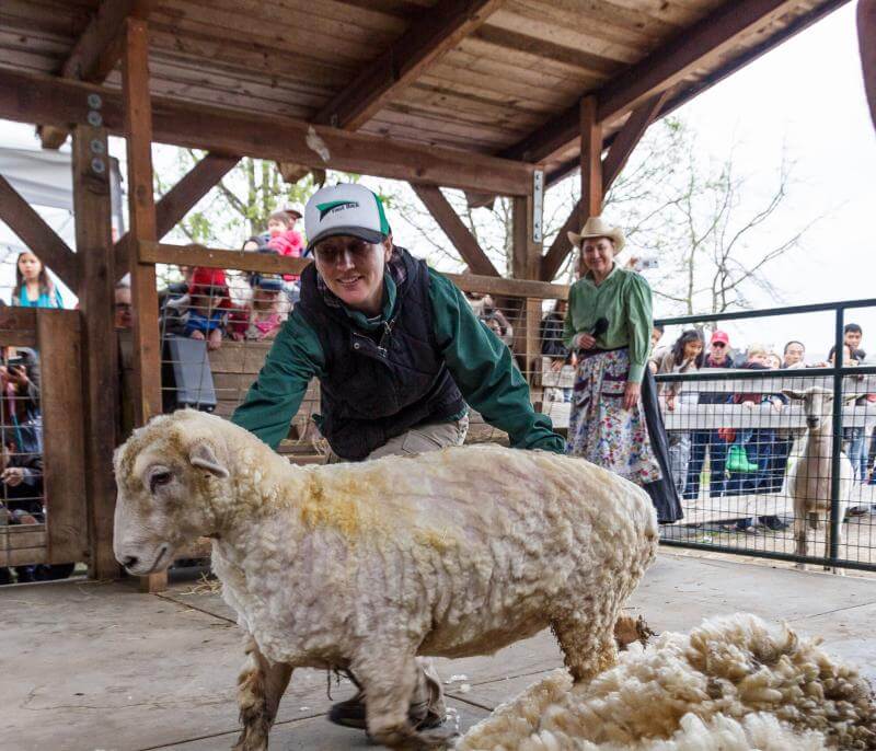 Sheep-Shearing-Hero