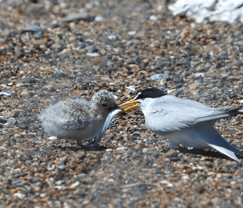 Tern with Chick by Rick Lewis