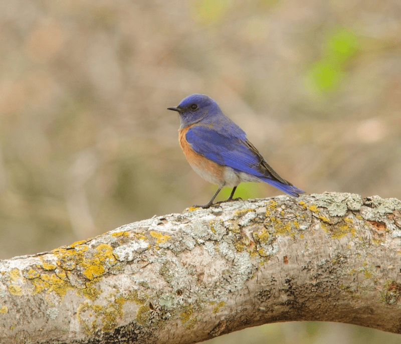 Western Bluebird at Briones