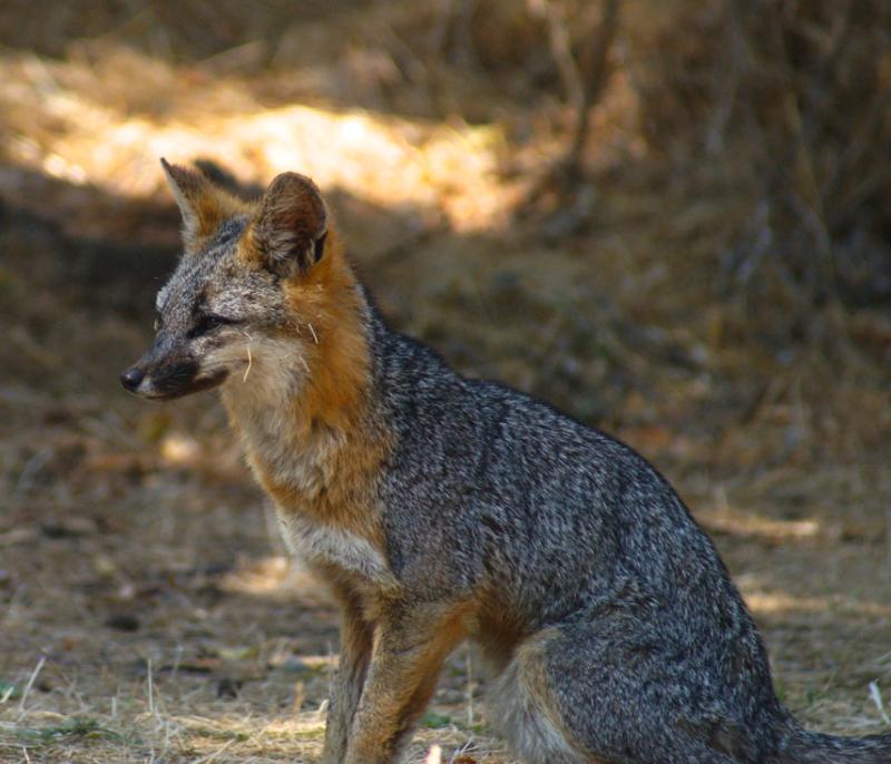 Wildlife Grey Fox