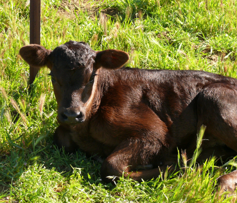 Calf grazing