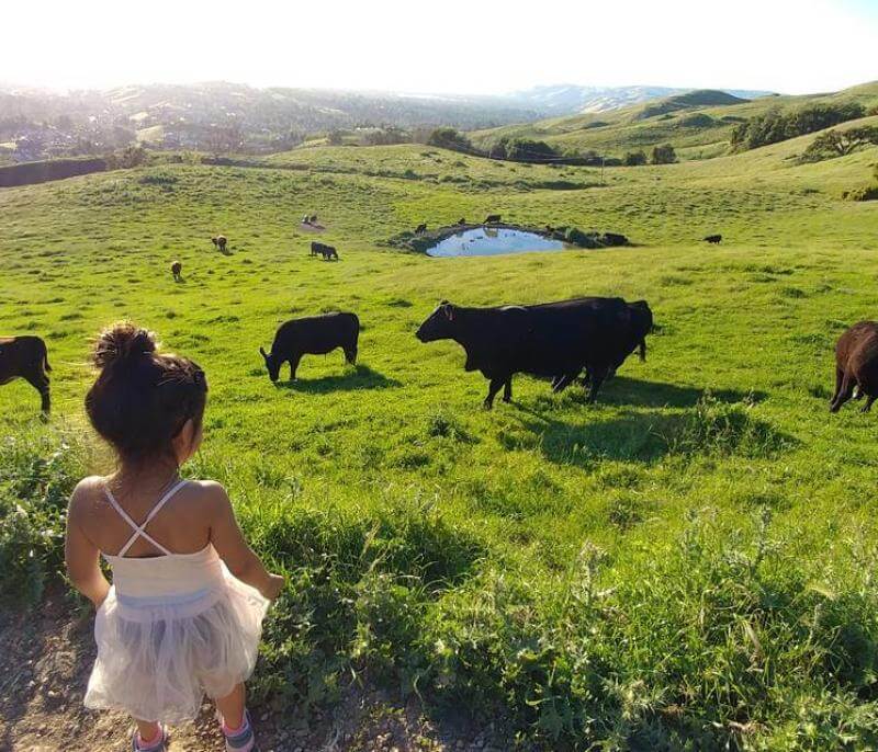 Small girl watching cattle grazing 