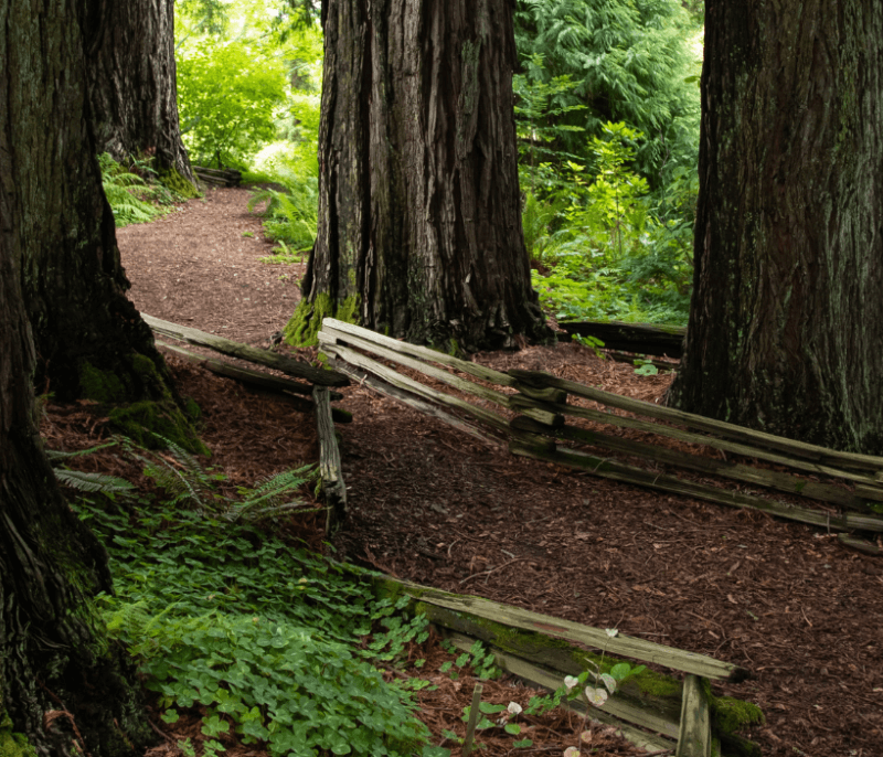 Path through the trees and a bench at Botanic Garden Tilden 
